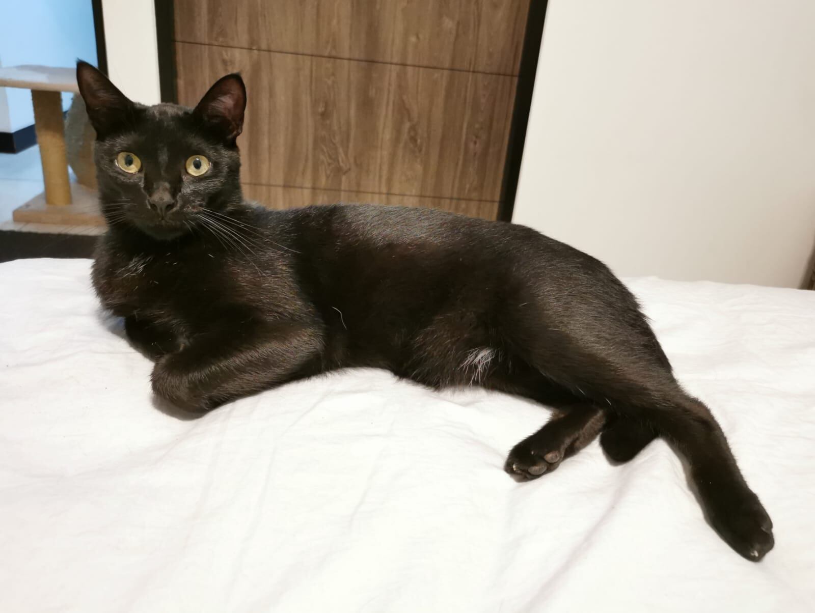 Hades está perdido desde el pasado 20 de marzo. Foto cortesía.