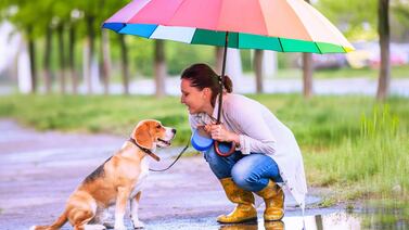En época lluviosa debe cuidar muy bien a su perrito para que no se enferme