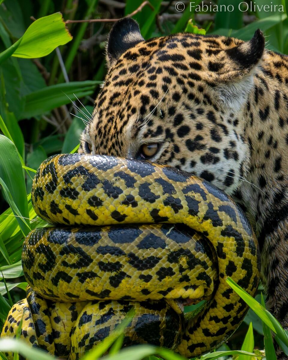 Fotógrafo revela la historia detrás de la impactante imagen de un jaguar y una anaconda en plena lucha