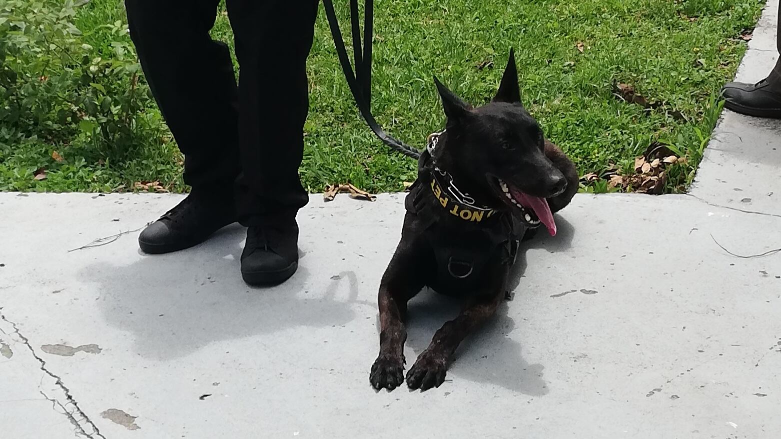 Penélope es la perrita gringa que vigila que no hayan explosivos, estuvo presente en llegada al Juan Santamaría del secretario de Estado de Estados Unidos, Antony Blilnken