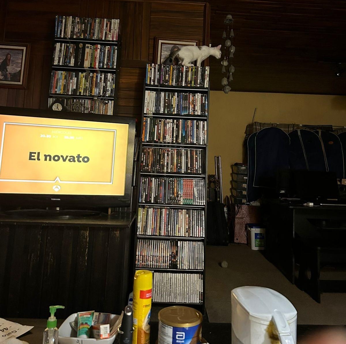 El gatico Angelito fue rescatado en Isla Venado por Yerling Villalobos de la asociación proanimales Valentino Zaguate cuando apenas era un bebé. Hoy vive en Alajuelita rodeado de amor
