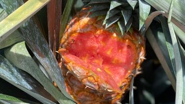 Lo que están haciendo algunos vivazos para guindarse del éxito de la piña rosada