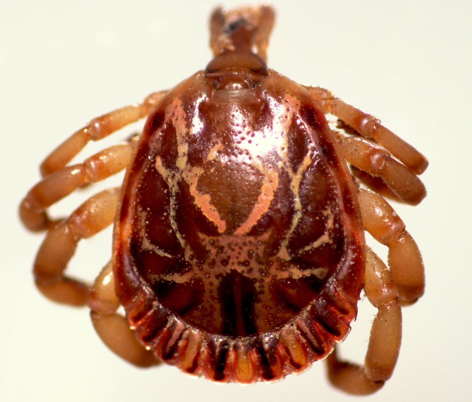 UCR detecta por primera vez en Costa Rica virus en garrapatas