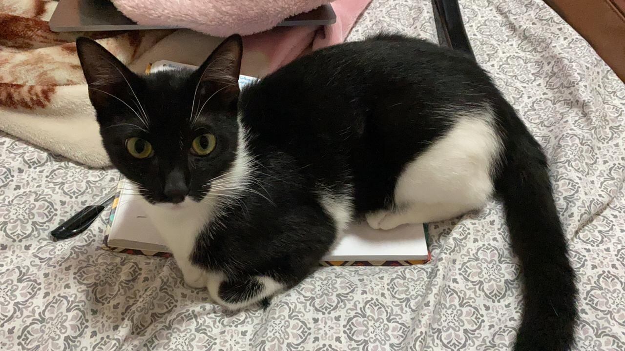 Vader, gatito que se perdió en La Trinidad de Moravia. Foto cortesía.