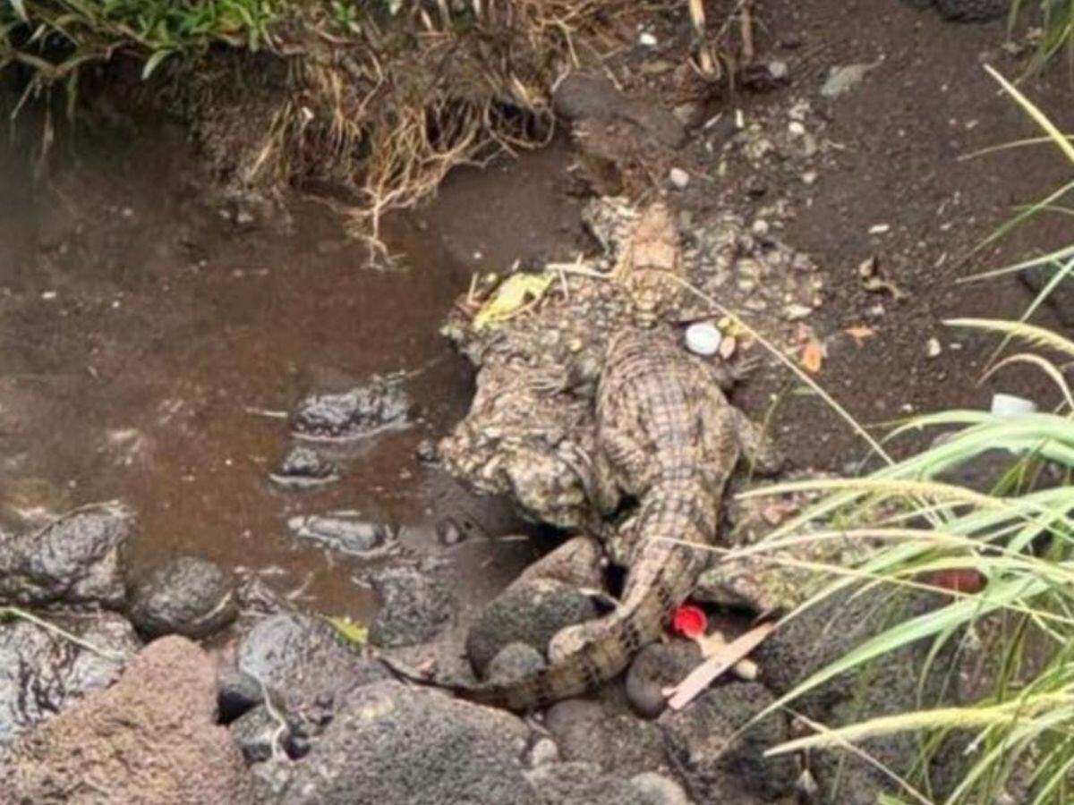 El caimán de Quebrada Seca tiene aproximadamente 30 centímetros de largo, está en edad juvenil y no presenta ningún peligro para los humanos. Foto: Cortesía de la Municipalidad de Belén.