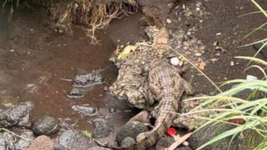 Caimán aparece en el puro centro de Belén de Heredia