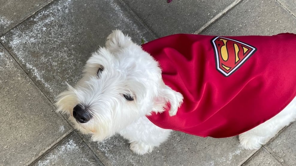 Así como Superman tiene su fiel compañero Krypto, en la vida real Costa Rica tiene a Freddy, un schnauzer miniatura blanco que no vino de otro planeta, pero sí llegó a este mundo con una misión y superpoder: cambiar vidas.