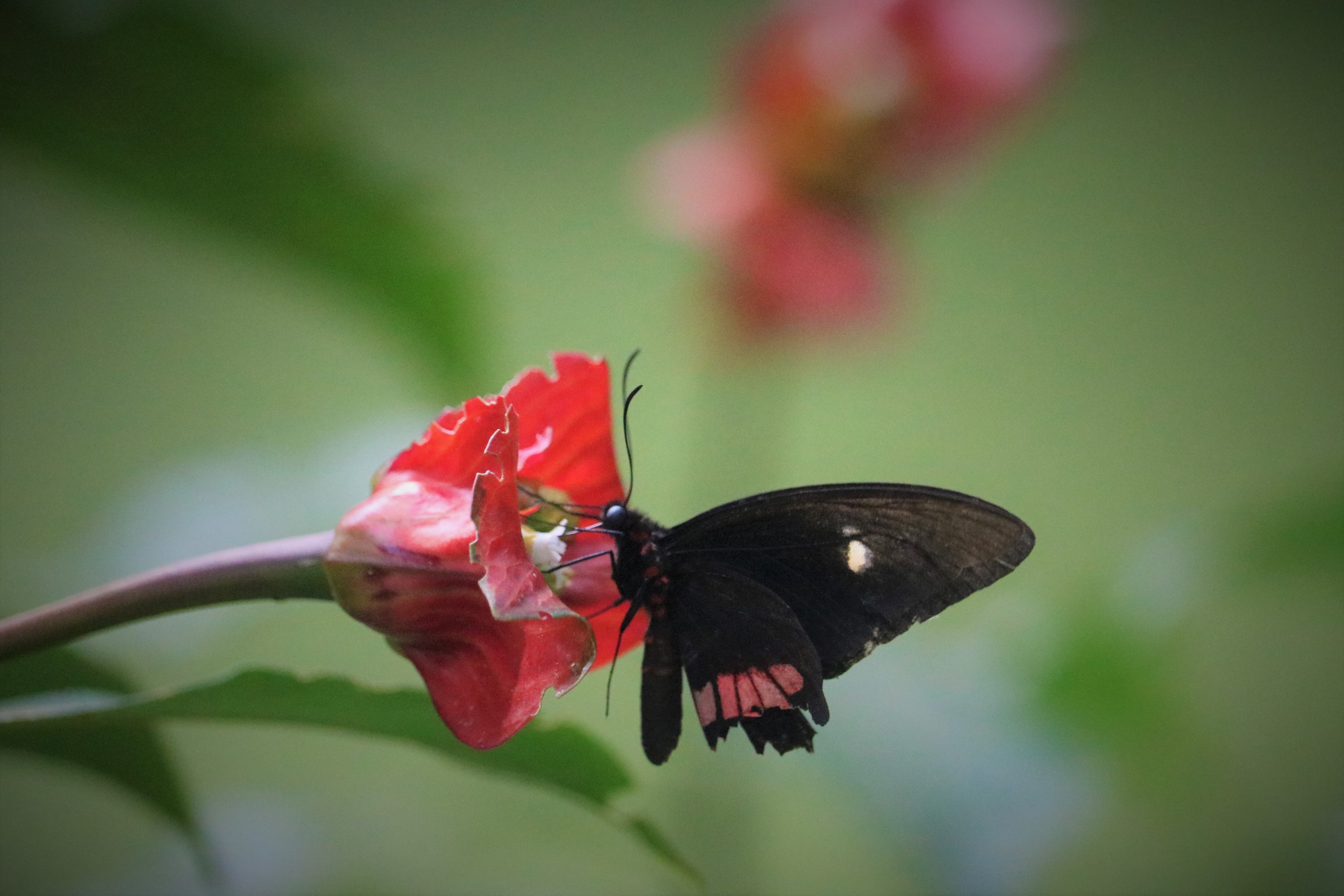 Caribbean Botanical Garden