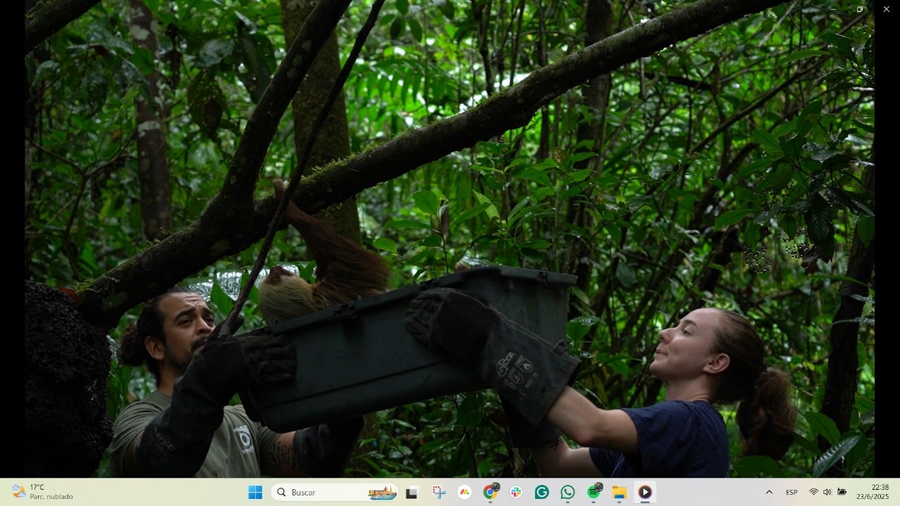 Mamá perezosa es un milagro, se electrocutó y fue sanada hasta con piel de tilapia. María Vargas Vargas, supervisora de Marketing del Toucan Rescue Ranch fue una de las rescatistas