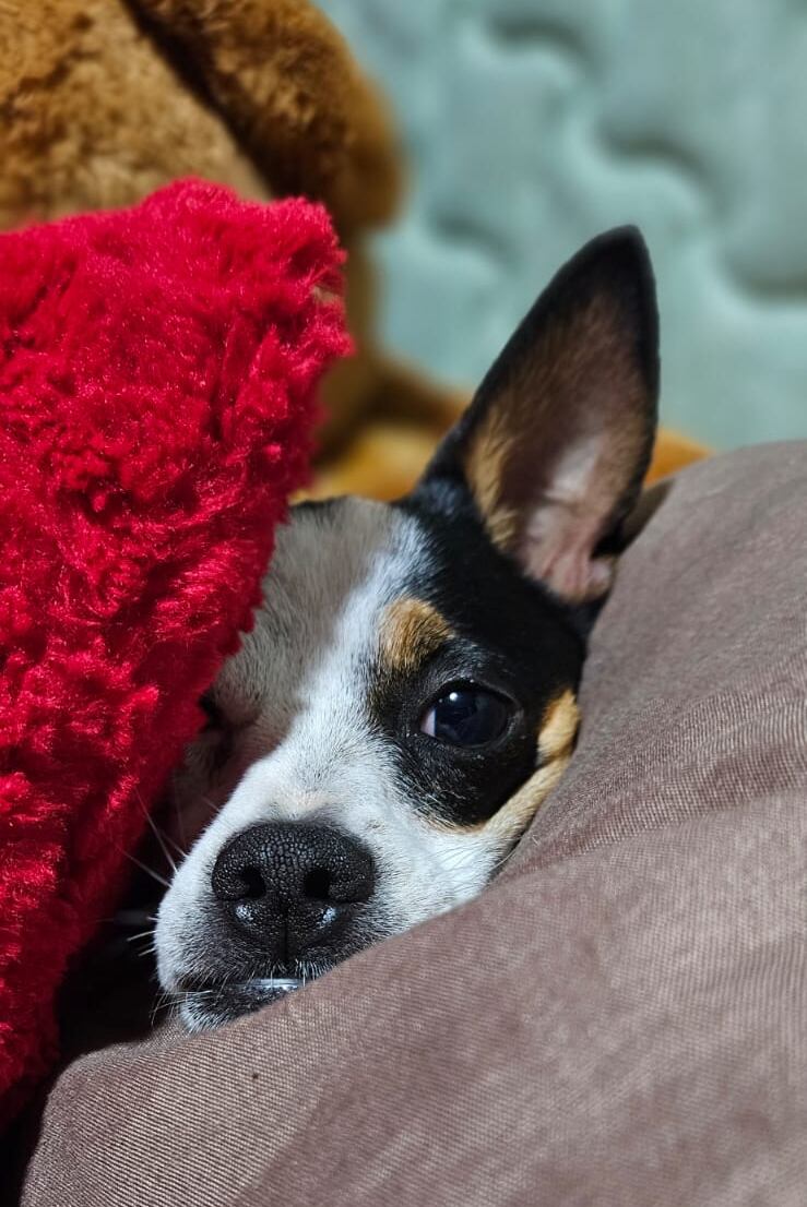 Noa es una perrita que le tiene mucho miedo a la pólvora