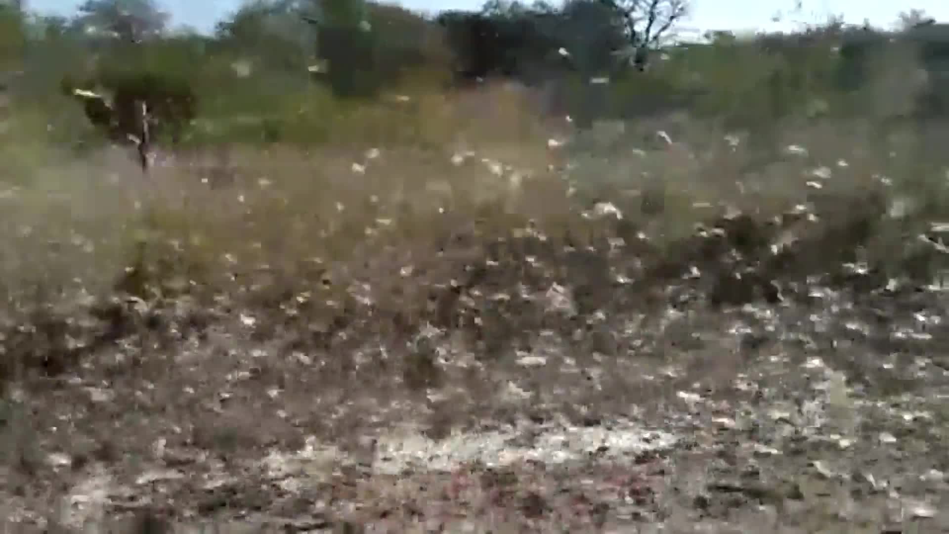 Plaga de langostas en Argentina.