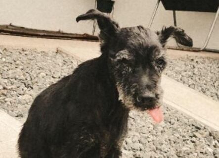 Moky, perrita perdida en Tres Ríos. Foto Marie Chacón.