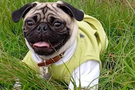 Perrito Buddy llegó como un regalo para la hija, pero fue la mamá la que encontró un compañero de vida