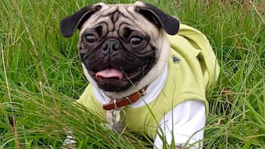 Perrito Buddy llegó como un regalo para la hija, pero fue la mamá la que encontró un compañero de vida