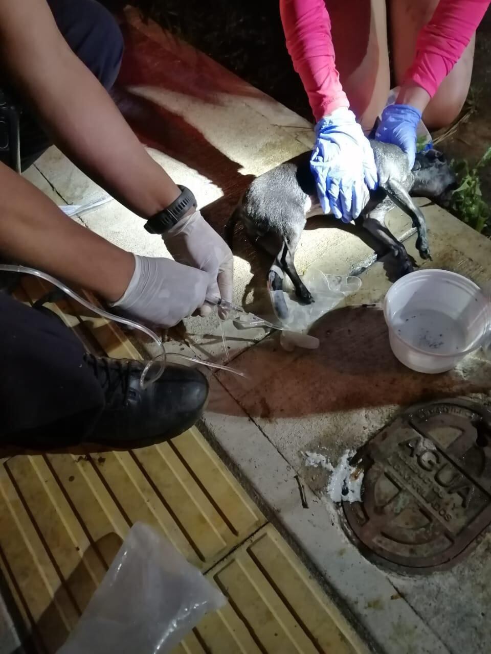 Bomberos salvan a dos perritos que fueron envenenados con comida en Desamparados. Fotos Bomberos.