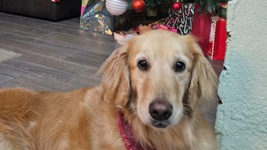 Familia desesperada busca a su perrita y ofrece jugosa recompensa