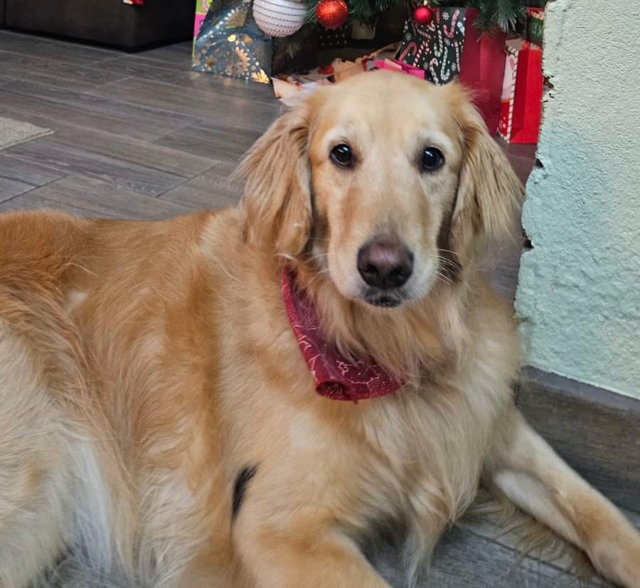 La perrita Leia tiene angustiada a su familia desde el 25 de diciembre