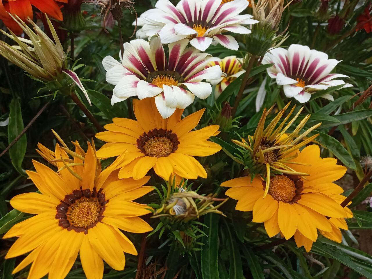 En Cedral de Cajón de Pérez Zeledón vive doña Marta Mora Vega, quien a sus 63 años le ha demostrado a su comunidad que nunca se cansa de aprender y lograr títulos, por eso le dicen la enciclopedia. Tiene un emprendimiento que se llama Madre Selva que es de flores comestibles con: Yorleny Solano Rodríguez, Adriana Díaz Elizondo, Melissa Mora Mora y Rosemary Amador Castillo e hicieron nacer el emprendimiento en un sector cultivado que le pusieron La Huaca