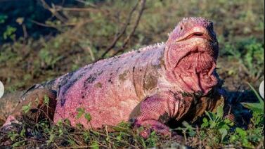 Científicos hallan por primera vez crías de iguana rosada en Galápagos