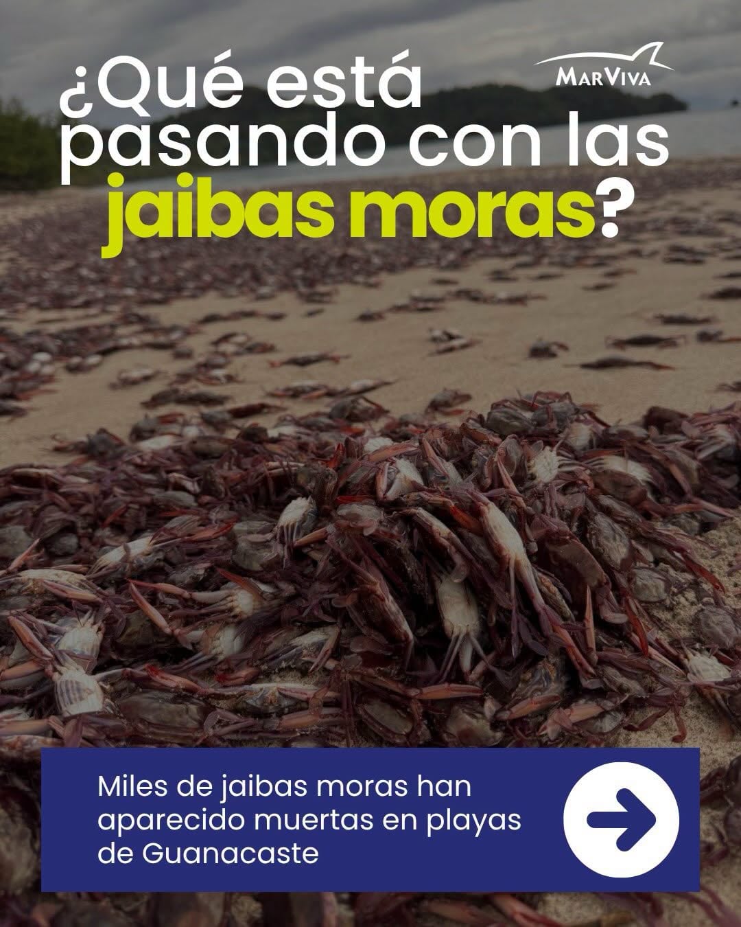 Investigadores encontraron que el agua del Pacífico norte de Costa Rica presenta temperaturas más altas de lo normal, una condición que estaría debilitando a los cangrejos y favoreciendo que las corrientes y el oleaje los lleven hasta las playas.