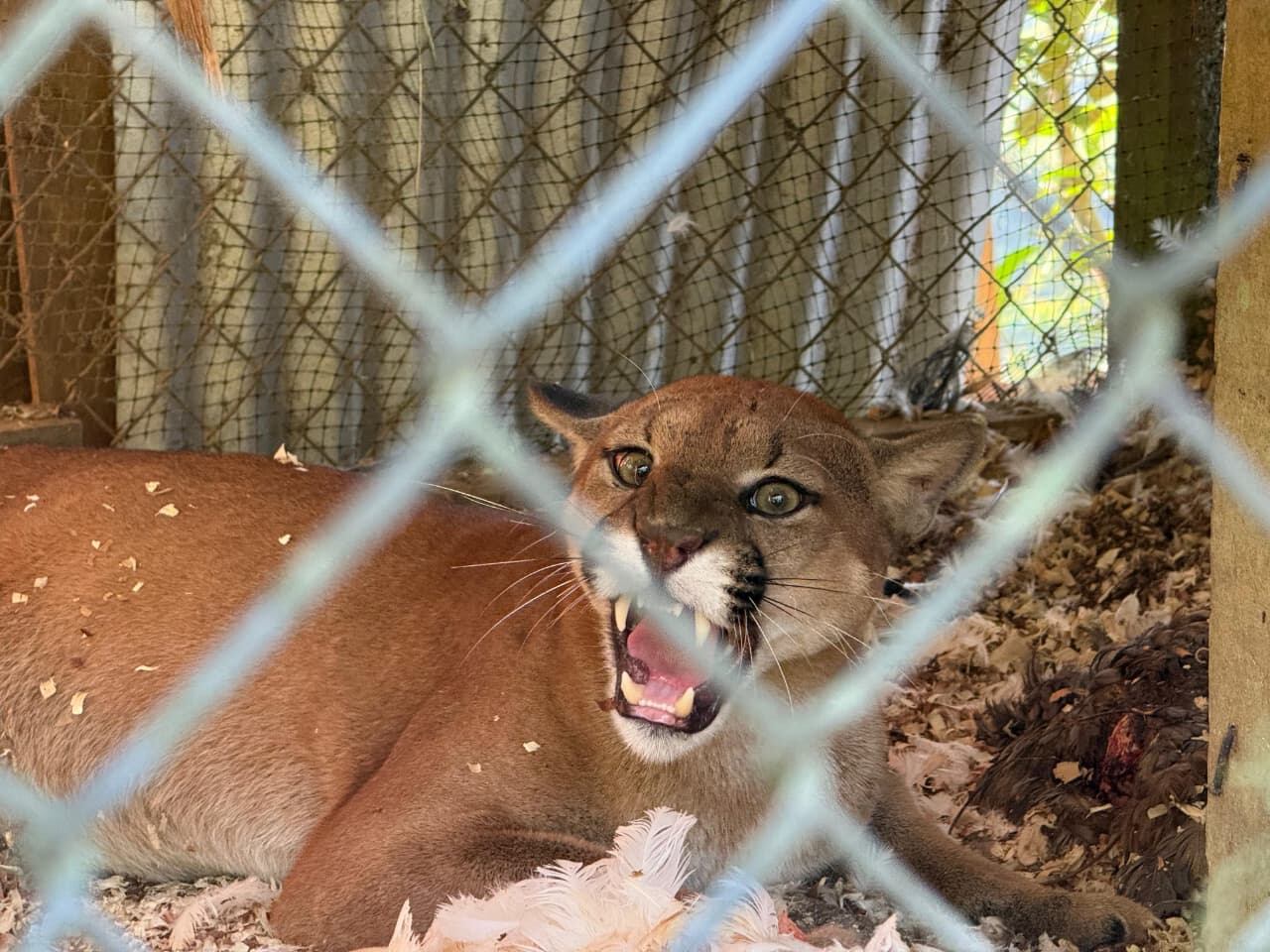 Felino fue encontrado en un gallinero donde hizo un festín