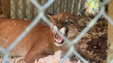 Alerta en Pérez Zeledón: puma queda atrapado dentro de un gallinero