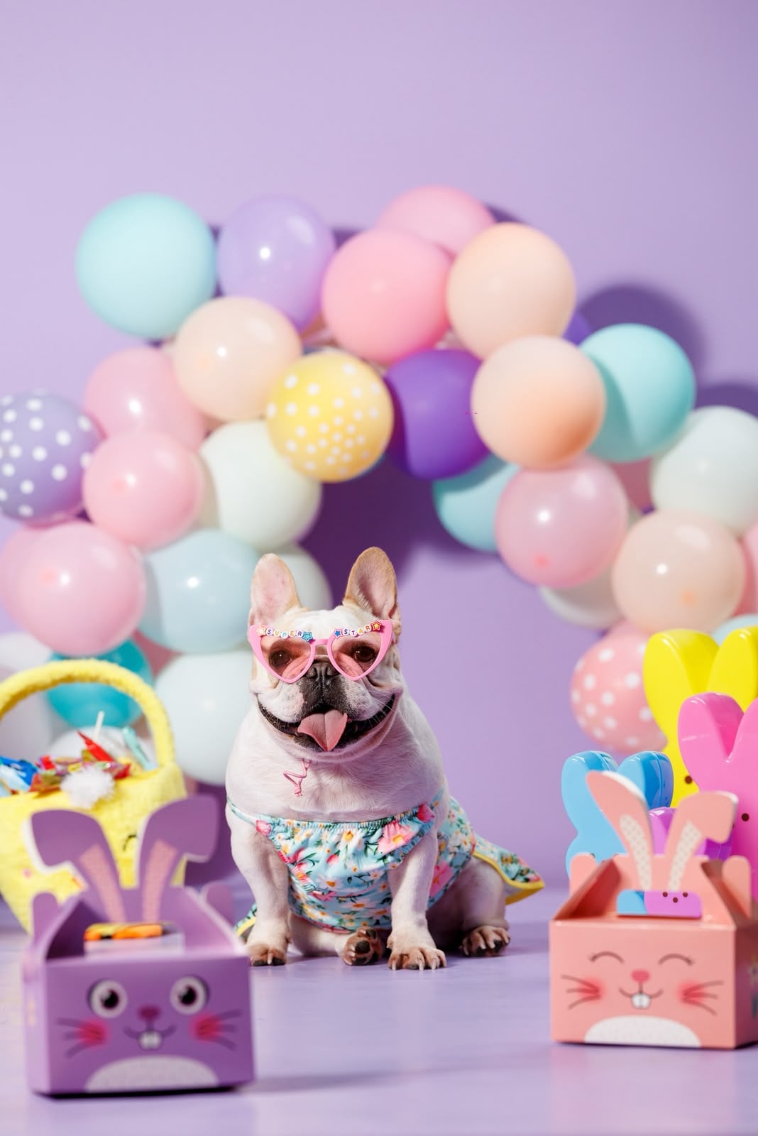 Si la elegancia tuviera cuatro patas, probablemente se llamaría Sarita. Esta bulldog francés, vecina del barrio El Cocal, en el centro de Puntarenas, es una pequeña diva que disfruta posar frente a las cámaras, lucir accesorios y salir de paseo bien arreglada.