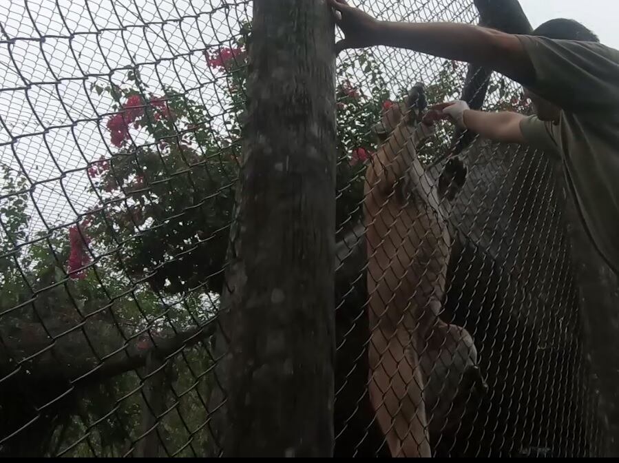 Puma encerrado brinca por la comida que le ponen