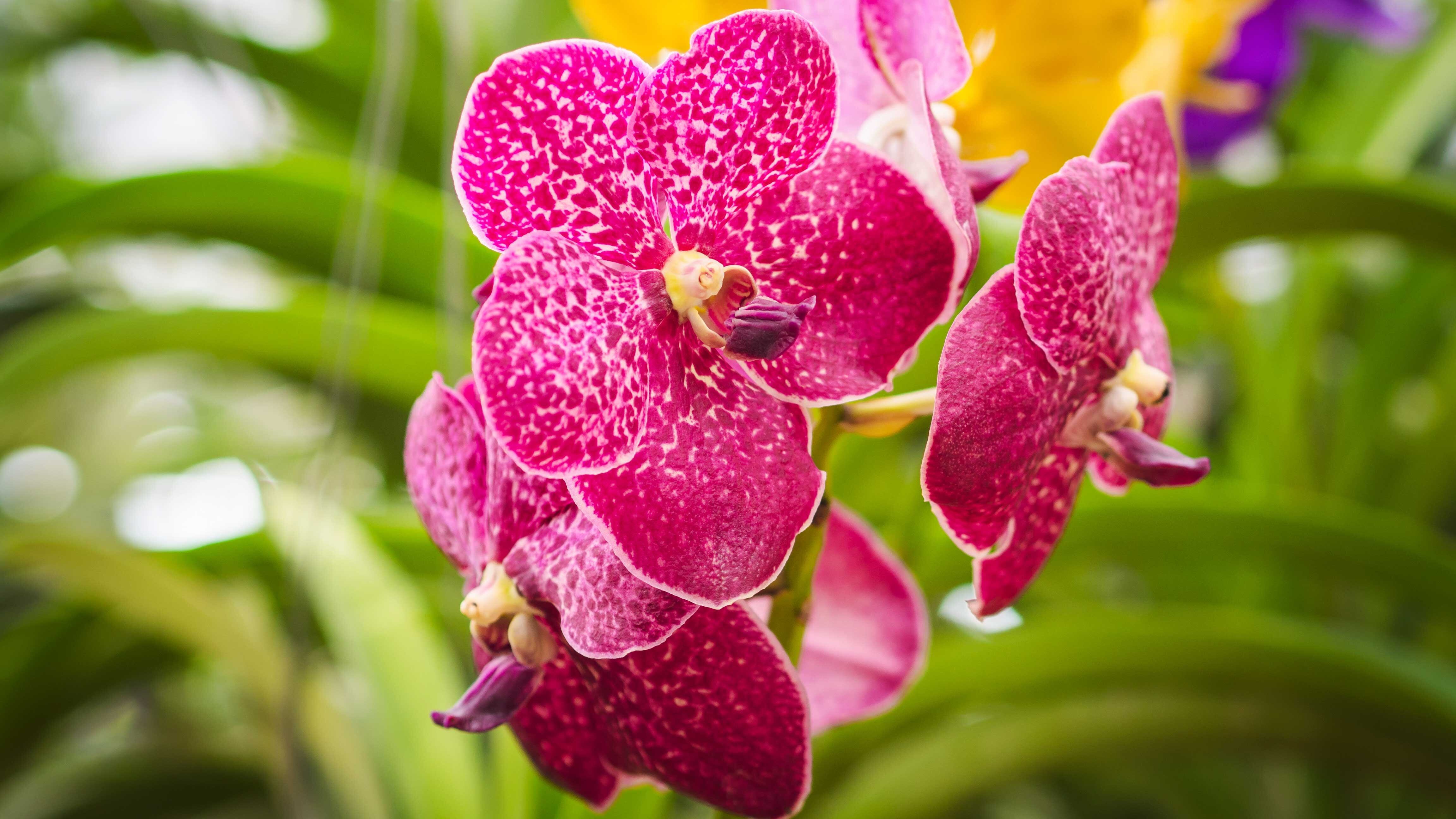 Feria de Orquídeas tendrá entrada gratuita en el Museo de los Niños.