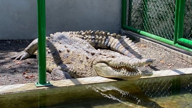 En el Parque de la Alegría Arca de Noe de la Asociación Obras del Espíritu Santo en el barrio Cristo Rey de San José, el padre Sergio Valverde tiene un cocodrilo que se llama Juancho y este 2023 15 años de edad y 10 de ser parte de la familia de Obras del Espíritu Santo