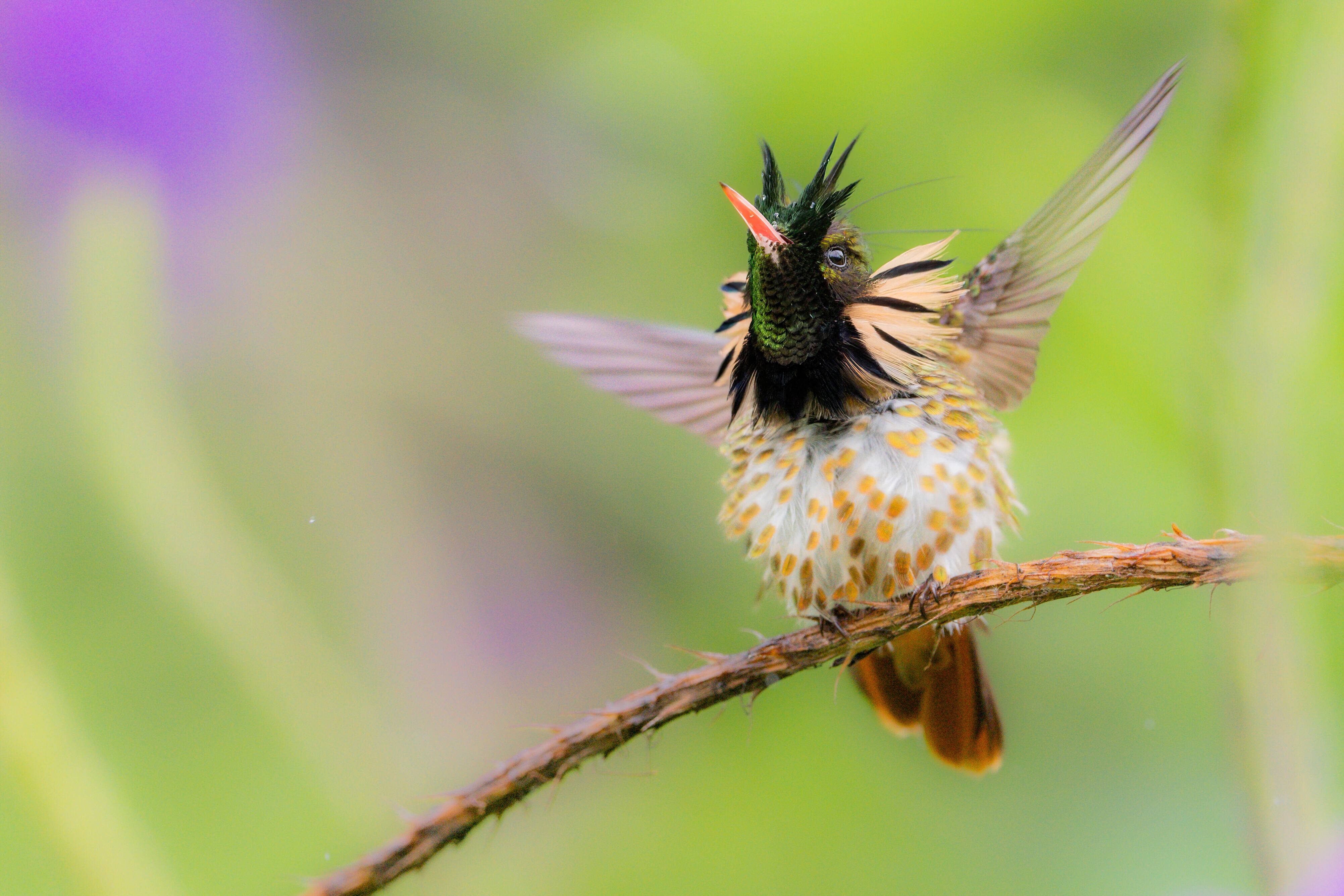 El joven tico Lior Bernan se dedica a la fotografía de fauna silvestre. Una de sus fotografías la publicó la revista National GeographicLior Bernan se dedica a la fotografía de fauna silvestre.