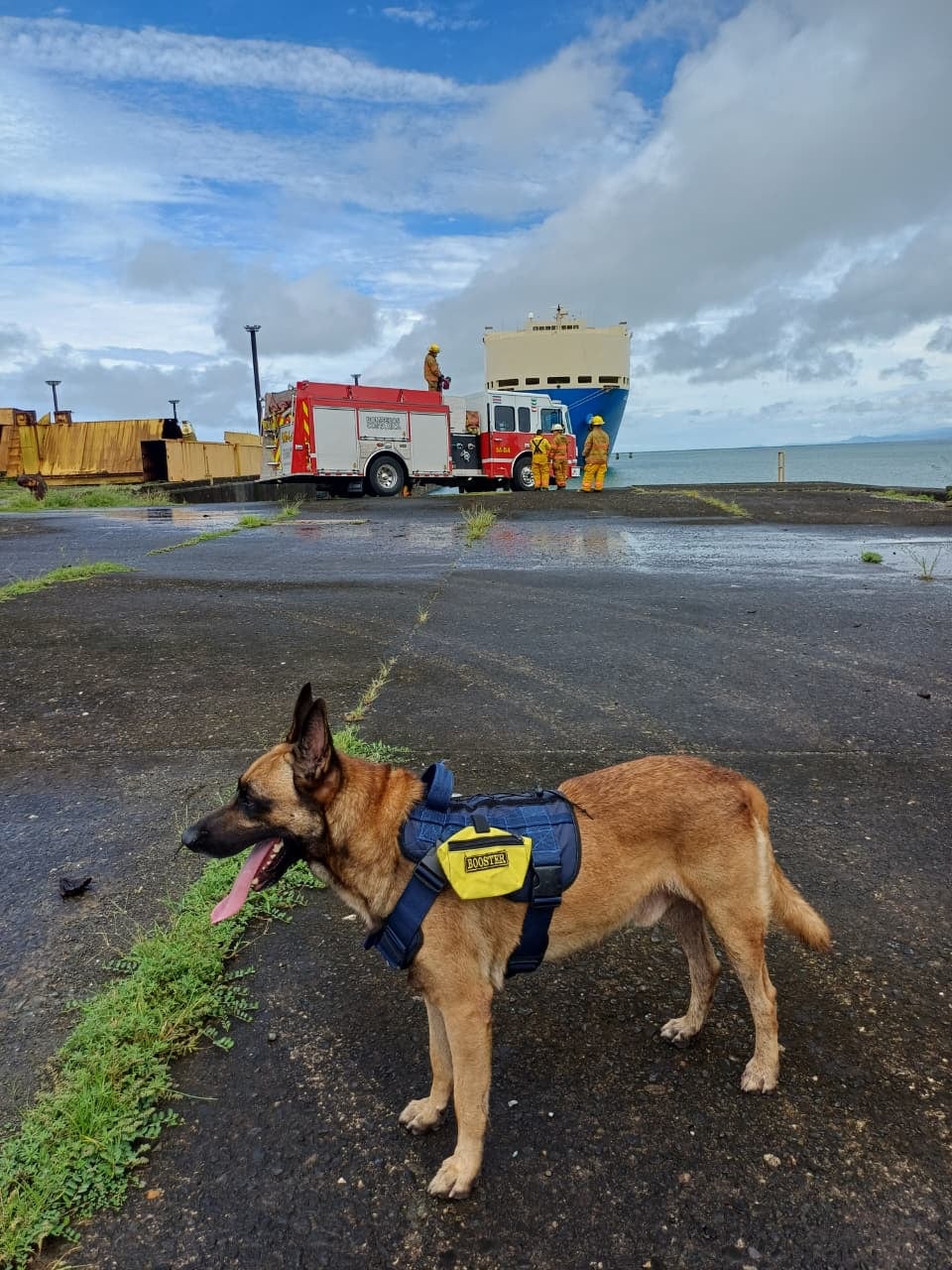 Booster, el bombero de cuatro patas que se ganó a puro cariño a los rescatistas de estación de bomberos de Limón