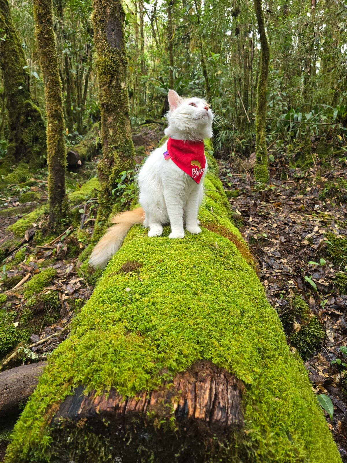Bruno no es un gato cualquiera. Este peludito coronadeño, de un año y siete meses, es toda una celebridad felina, deportista de hueso (o garra) colorado y tan carismático que en redes sociales lo siguen como si fuera influencer. Su papá humano, Diego Zamora Jiménez, de 38 años y vecino de San Antonio de Coronado, fue quien sin saberlo desató esta aventura.