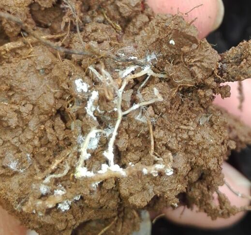 El ingeniero agrónomo, Daniel Ramírez Valerio, coordinador del programa de Control de Plagas del Instituto del Café de Costa Rica (Icafe), asegura que nuestras autoridades la pegaron con ponerle cochinilla al operativo que realizaron agentes del OIJ el pasado lunes 14 de junio.