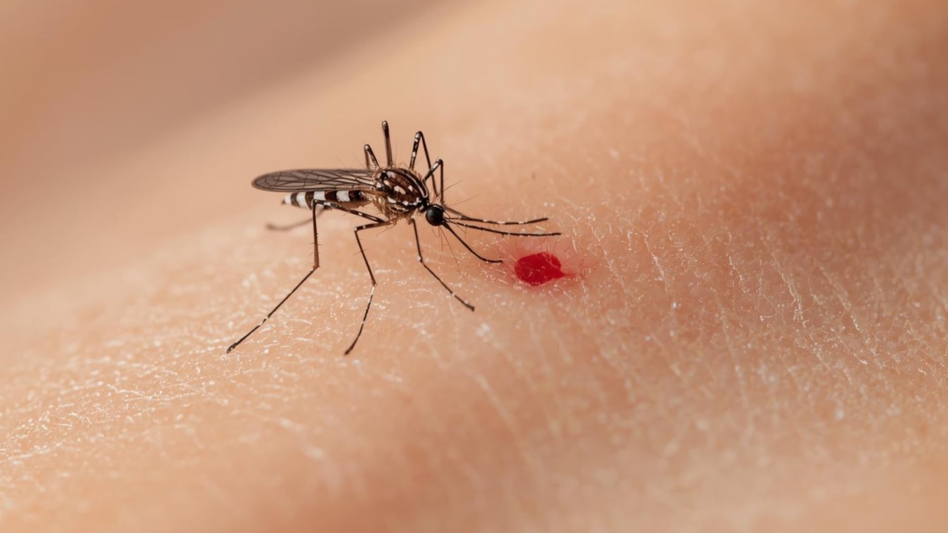 Investigación en Brasil halló que la deforestación reduce opciones naturales de alimento y acerca a los mosquitos a las personas, con mayor riesgo sanitario.