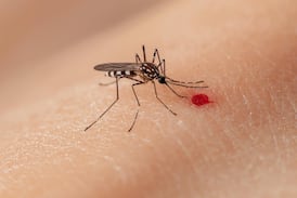 La polémica pregunta que divide a expertos: ¿hay que erradicar a los mosquitos más letales?