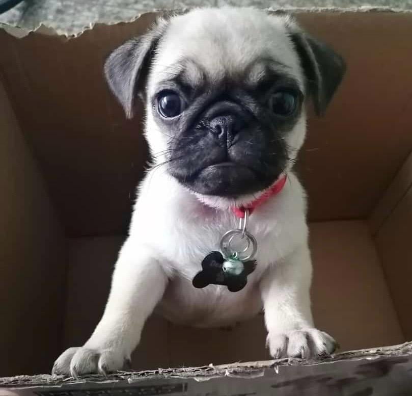 A Nicole Quesada Chinchilla los perros nunca le hicieron gracia. Vivía con alergias, reservas y una lista larga de “yo jamás haría eso con un perro”. Ahora es la mamá humana de Donatello, un pug que le ganó el corazón.