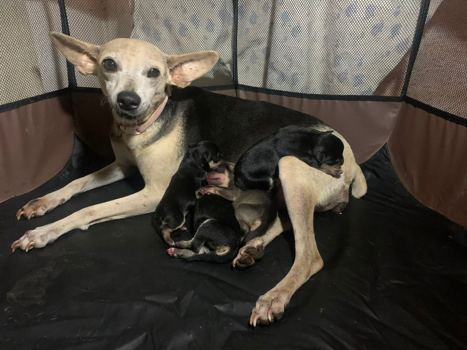 Bamba, la perrita rescatada en Pérez Zeledón que sobrevivió a un atropello estando embarazada.