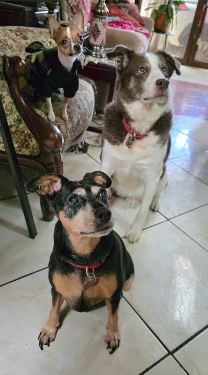 तिच्या आयुष्यातील सर्वात मोठ्या वेदनांमध्ये, जेनिफर पाझोस, 38, हिला एक लहानसा प्रकाश सापडला, जेमतेम 2 किलो आणि 400 ग्रॅम, जे आज तिला दररोज स्मित आणते, तिचे नाव बेट्टी आहे.