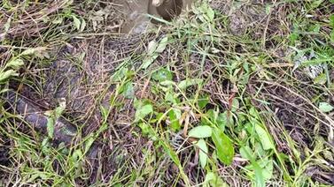 Bomberos se volvieron virales tras salvar de forma heroica a animal indefenso