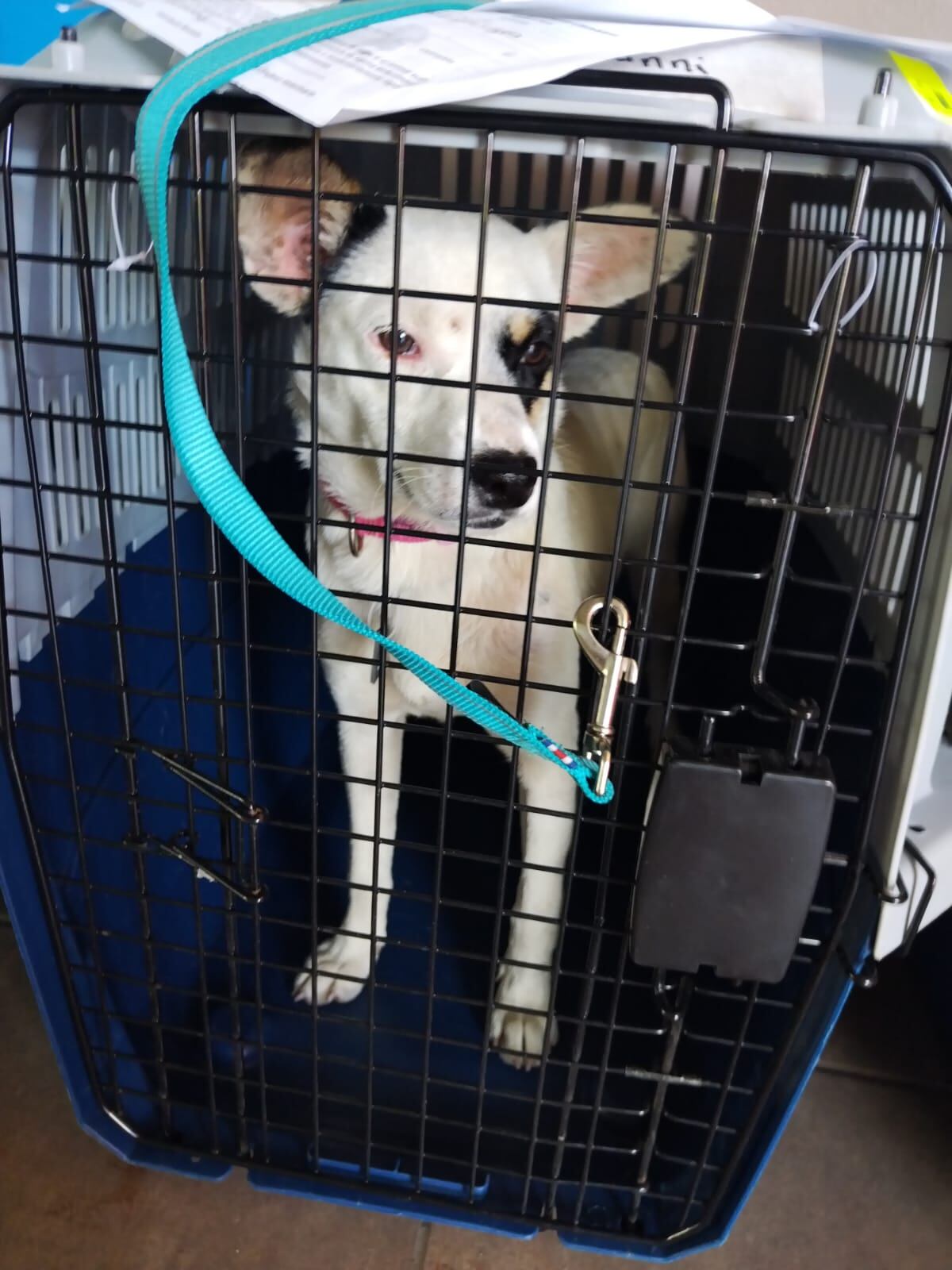 perros abandonados en Romería