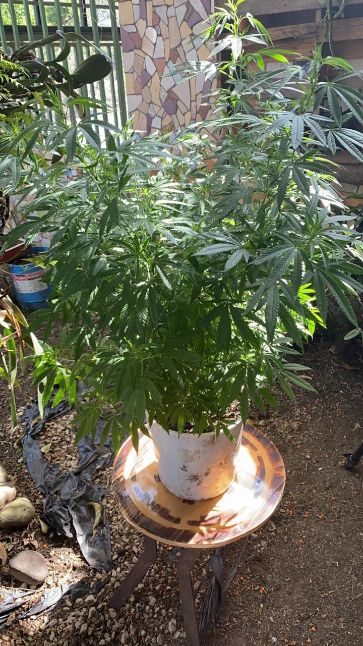 El italiano Silvio Bonomelli, quien tiene años de vivir en Costa Rica y es el representante nacional de la Coalición Costarricense del Cáñamo