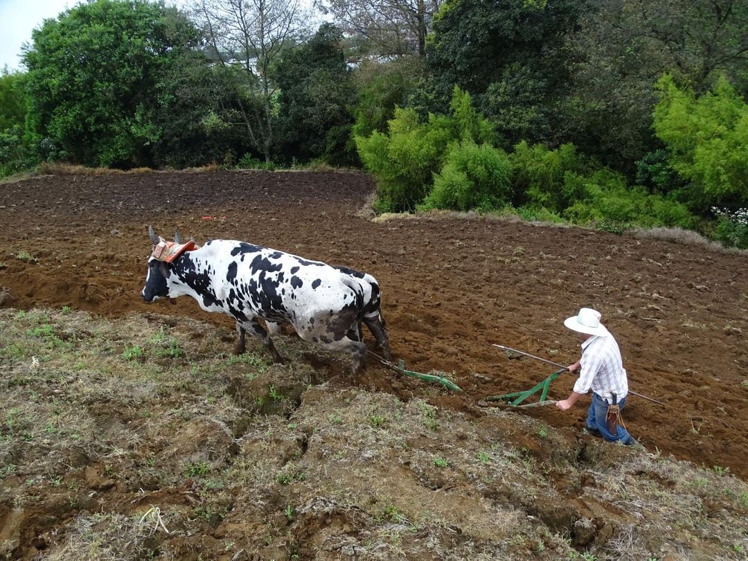 Daniel Alvarado Portuguez es vecino de Llano Grande de Cartago, tiene 47 años y es boyero de profesión, de tiempo completo, de levantarse de madrugada y terminar el jornal a eso de las 3 de la tarde: medio almorzado y bien trabajado.