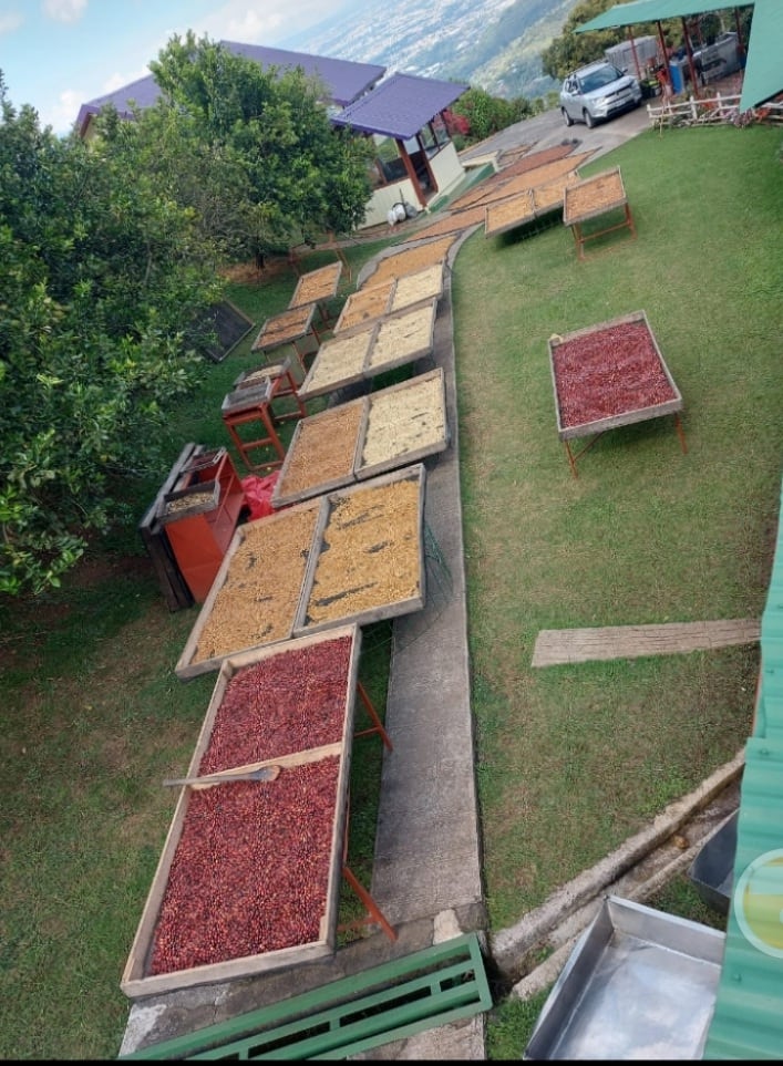 Don José María Fallas, mejor conocido como Pepe, y su esposa doña Daisy Elizondo, jamás imaginaron que, siendo ya ciudadanos de oro cultivarían café de la variedad Geisha al que le pusieron "Café Geisha".