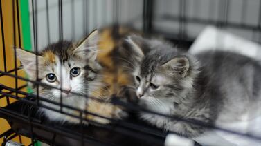 Esto es todo lo que debe saber sobre la mortal enfermedad “distemper para gatos”