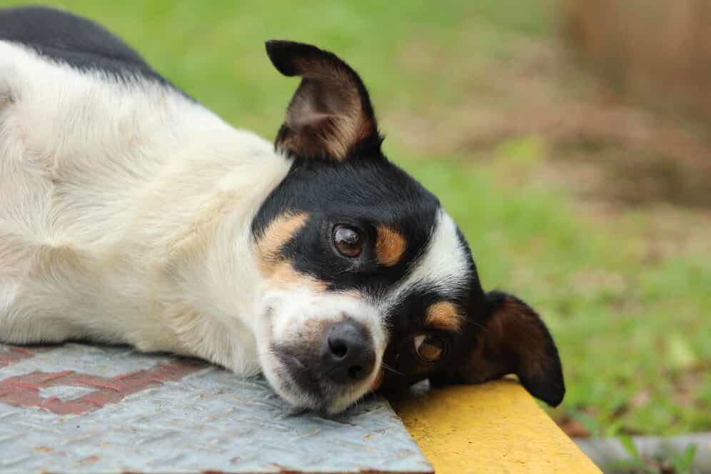 Pinto es uno de los perritos que ganó el concurso de La Teja