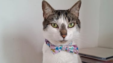 Rescató a una gatita y terminó celebrando el Día de la Madre con una gran familia