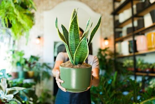 Guía plantas Perfil