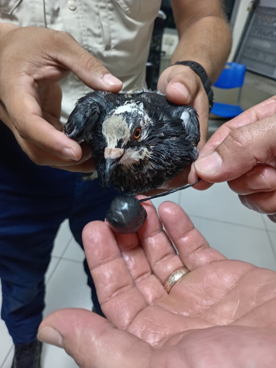 Supuesta narcopaloma en los pabellones C3 y C4 de alta contención del Centro de Atención Institucional (CAI) Terrazas, en San Rafael de Alajuela. Foto: Ministerio de Justicia