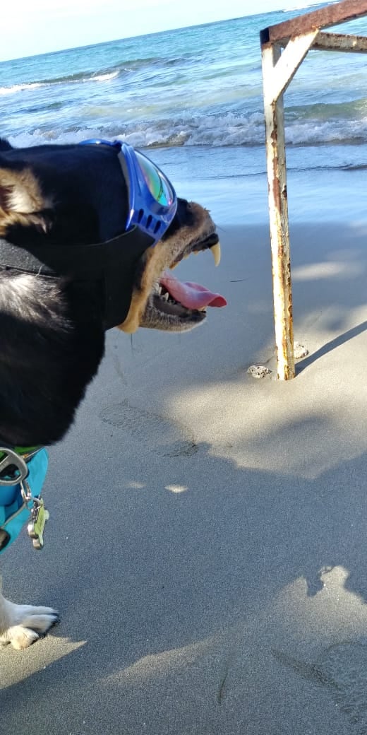 Duke el perrito macheteado en el 2016 se va a vivir a Puerto Viejo de Talamanca